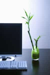 Lucky bamboo in small vase in an office environment