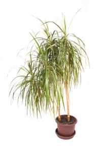 palm in pot suitable for an office environment