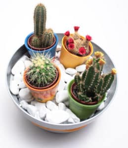 succulent cactus garden in pot for office environment