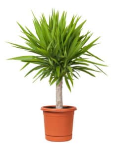 Yucca Potted Plant suitable for office environment